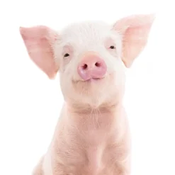 Americanflat Nursery Baby Animals - 8 Piece Square Framed With Mat Gallery Wall Set -Baby Products GUEST 029e0a6a 48f0 4bb5 82f2 2a7532e438a8