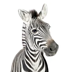 Americanflat Nursery Baby Animals - 8 Piece Square Framed With Mat Gallery Wall Set -Baby Products GUEST 85fc226c 9511 4129 88ee c830fbf65796