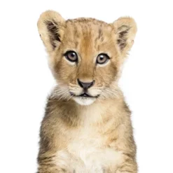 Americanflat Nursery Baby Animals - 8 Piece Square Framed With Mat Gallery Wall Set -Baby Products GUEST ae3982da 3787 45d2 80f6 a4cf2d99c51e