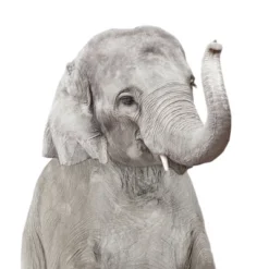 Americanflat Nursery Baby Animals - 8 Piece Square Framed With Mat Gallery Wall Set -Baby Products GUEST b587eea6 9faf 46ca a314 278a9e785403