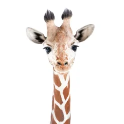 Americanflat Nursery Baby Animals - 8 Piece Square Framed With Mat Gallery Wall Set -Baby Products GUEST f7e18ee7 ca7c 47ec 9f79 f37fb01a7708