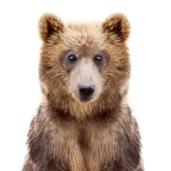 Americanflat Nursery Baby Animals - 8 Piece Square Framed With Mat Gallery Wall Set -Baby Products GUEST f87dd83a 51d7 46f3 9278 e946bbdc9399